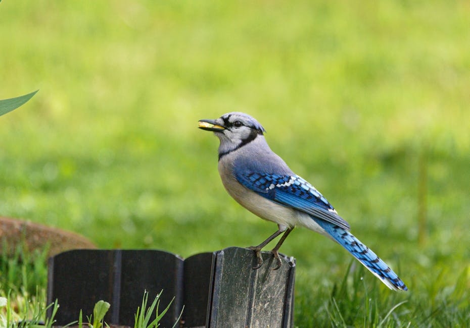 bird watching competitions